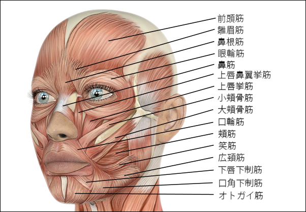 顔の筋肉