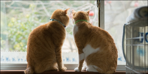 猫背でほうれい線ができる