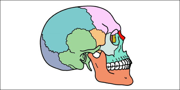 頭蓋骨は23のパーツでできている