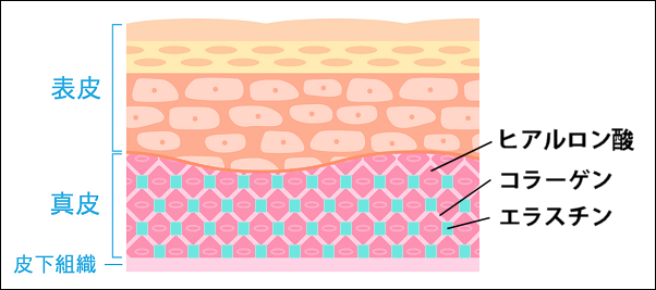 ヒアルロン酸・コラーゲン・エラスチン