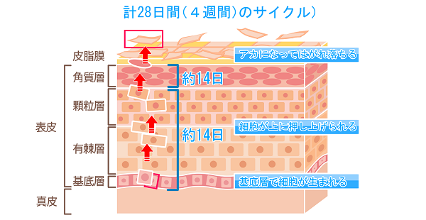ターンオーバーの仕組み