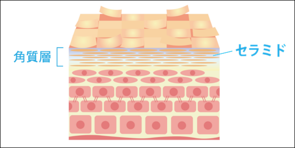 セラミドの仕組み